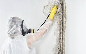 Professional Mold Removal Services in Moraine, OH